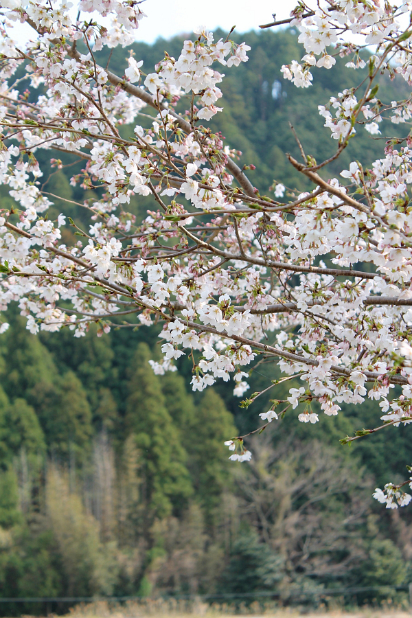 桜