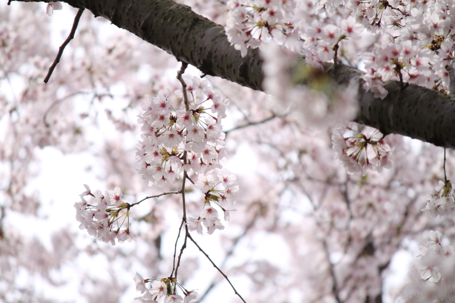f:id:sa_to_e:20120413210747j:image:w450