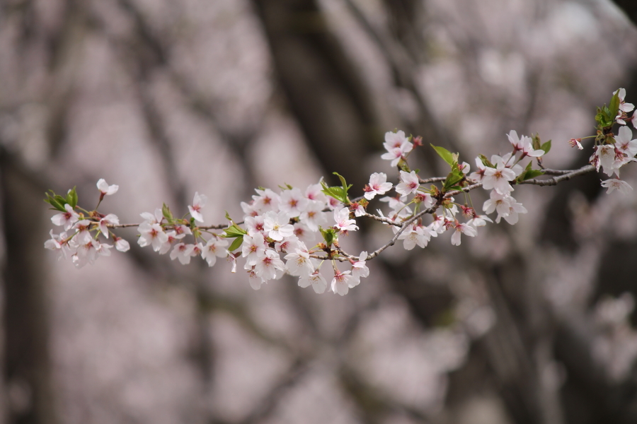 f:id:sa_to_e:20120413210752j:image:w450