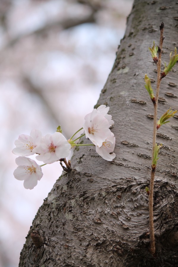f:id:sa_to_e:20120413210754j:image:h450