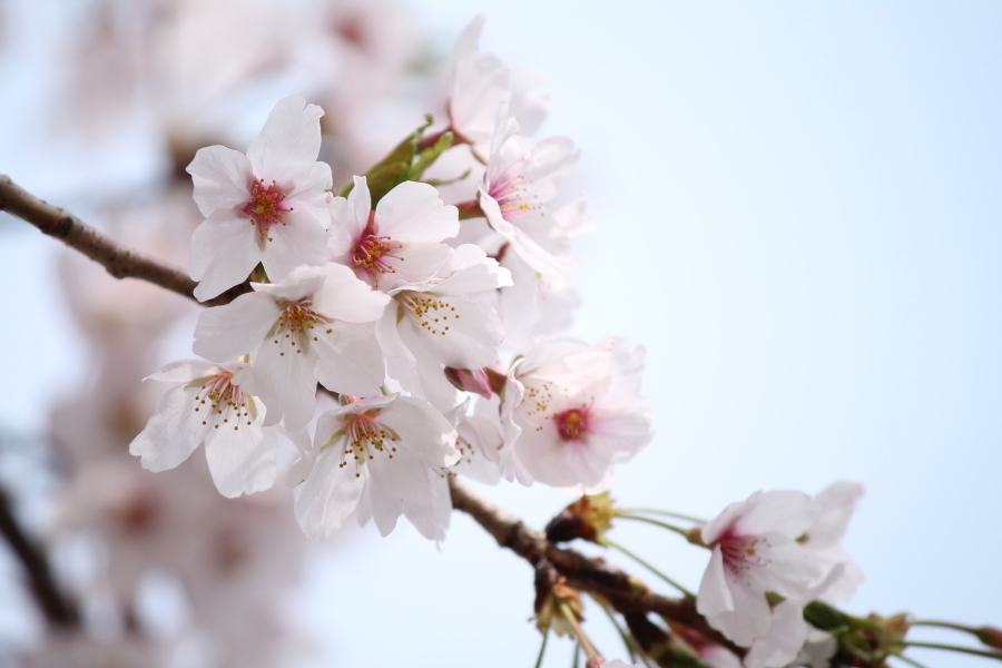 f:id:sa_to_e:20120413210845j:image:w450