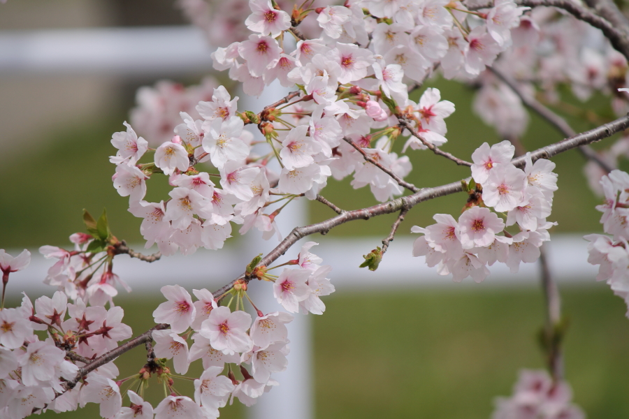 f:id:sa_to_e:20120413210847j:image:w450