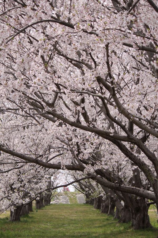f:id:sa_to_e:20120413210849j:image:h450