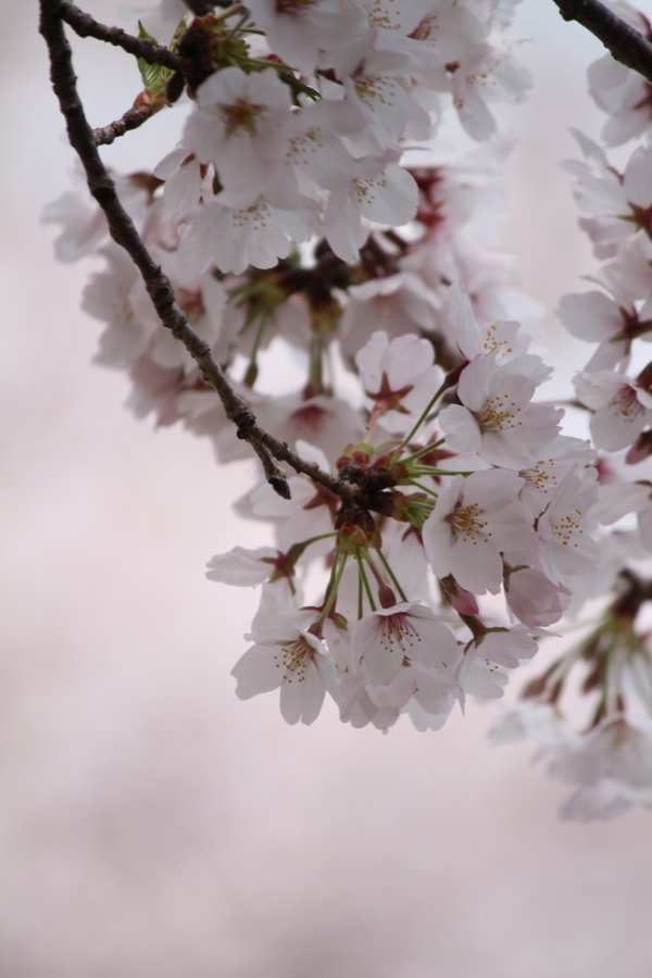 f:id:sa_to_e:20120413210854j:image:h450
