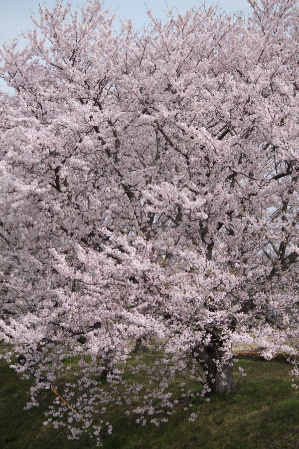 f:id:sa_to_e:20120413210856j:image:h450