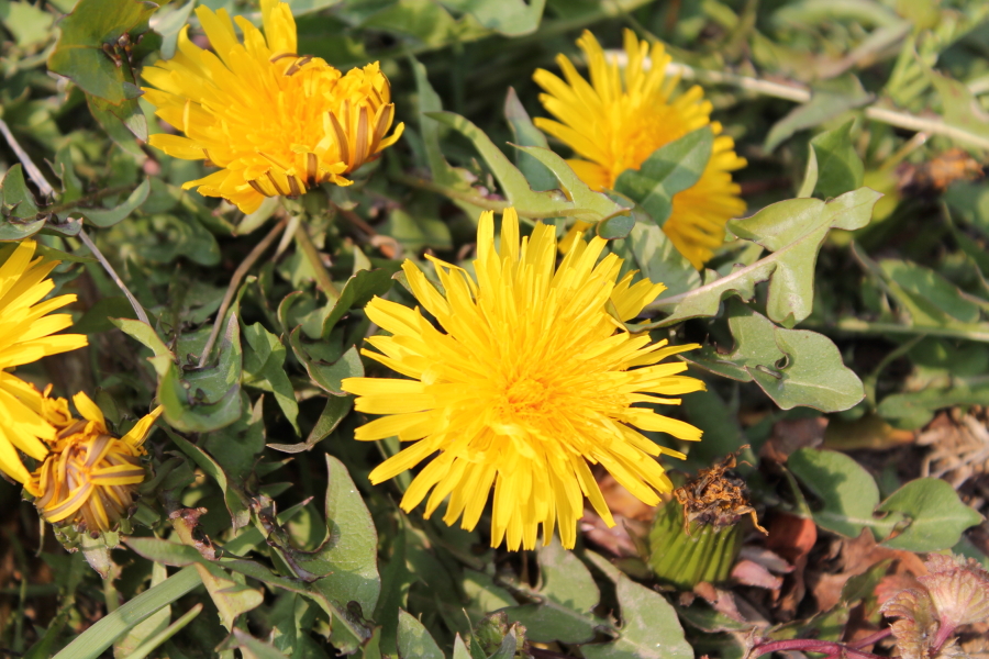 f:id:sa_to_e:20120416205943j:image:w450