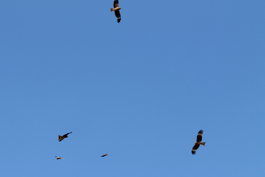 f:id:sa_to_e:20120507211542j:image:w450