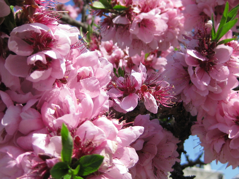 f:id:sa_to_e:20120531203845j:image:w400