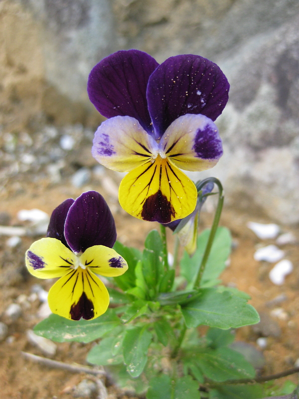f:id:sa_to_e:20120531203859j:image:h400