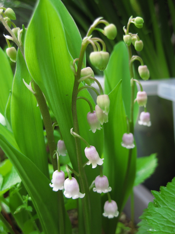 f:id:sa_to_e:20120531203903j:image:h400