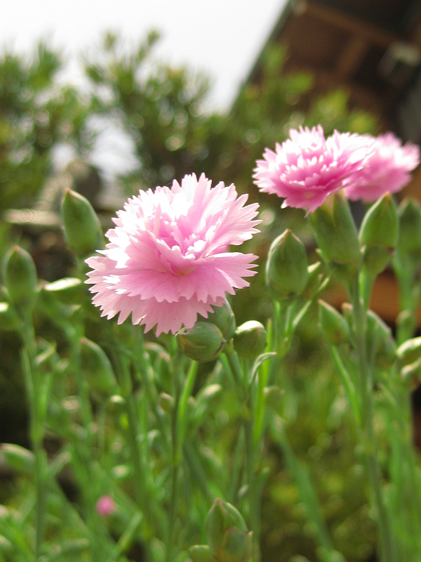 f:id:sa_to_e:20120531203905j:image:h400