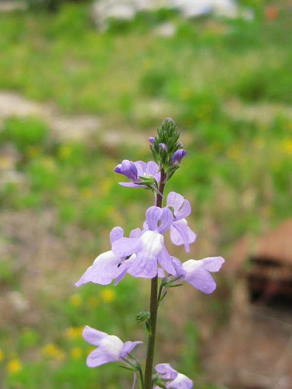 f:id:sa_to_e:20120531203909j:image:h400