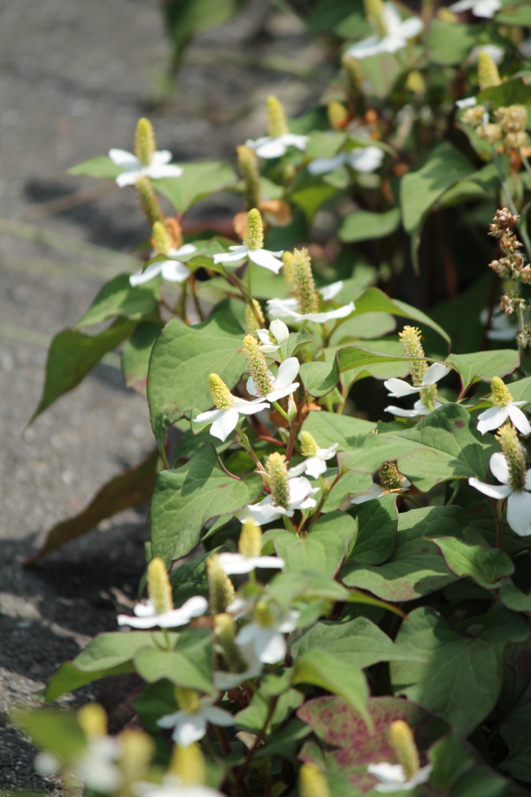 f:id:sa_to_e:20120613204632j:image:h450 f:id:sa_to_e:20120613204632j:image:h450