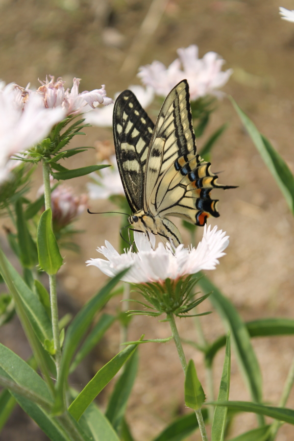 f:id:sa_to_e:20120707205338j:image:h450