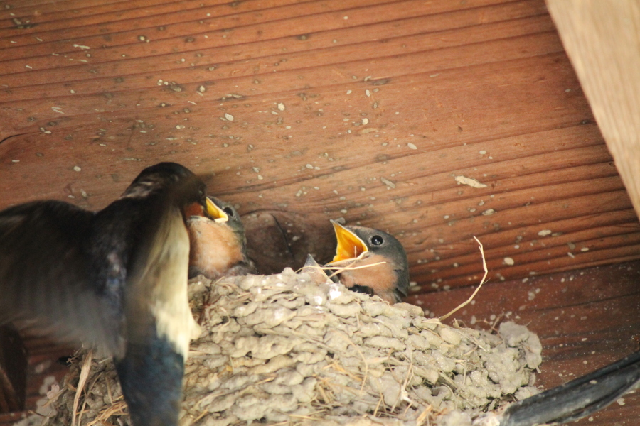 f:id:sa_to_e:20120905205447j:image:w450