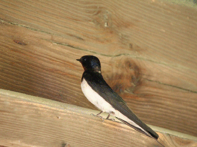 f:id:sa_to_e:20120905205748g:image