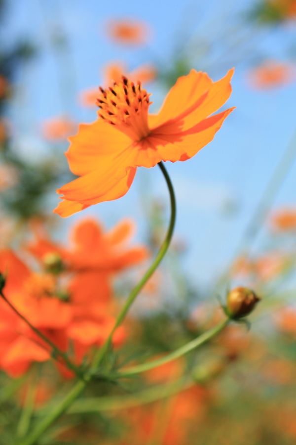 f:id:sa_to_e:20121003205048j:image:h450
