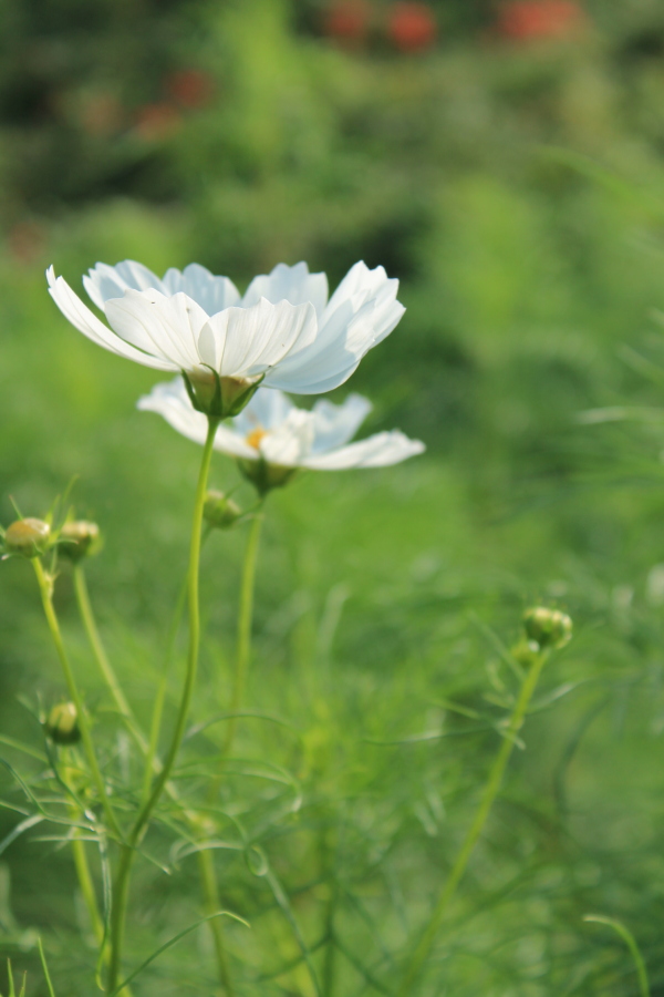 f:id:sa_to_e:20121003205058j:image:h450