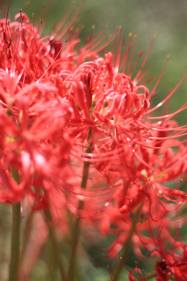 f:id:sa_to_e:20121012204238j:image:h450