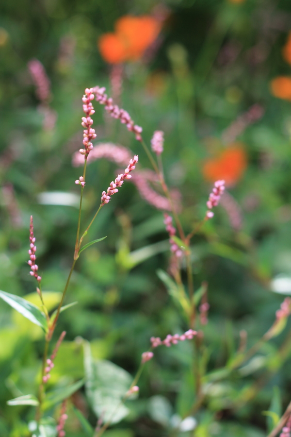 f:id:sa_to_e:20121012204439j:image:h450