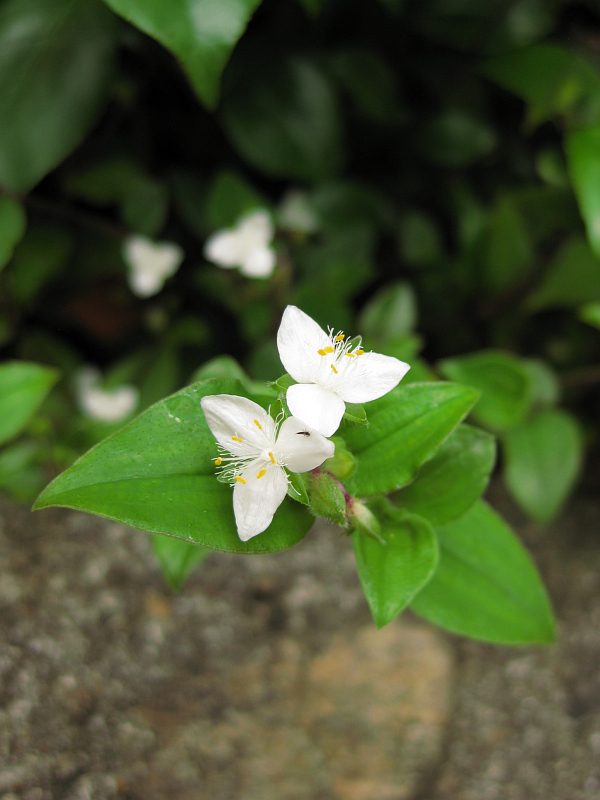 f:id:sa_to_e:20121031204604j:image:h400