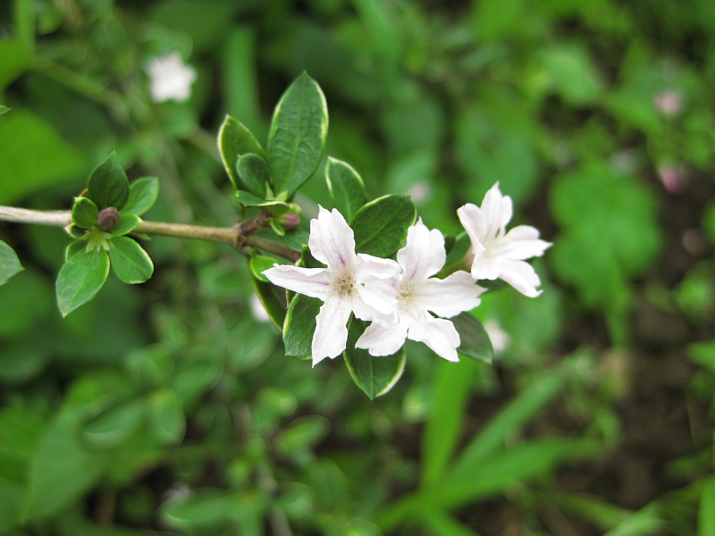 f:id:sa_to_e:20121031204606j:image:w400