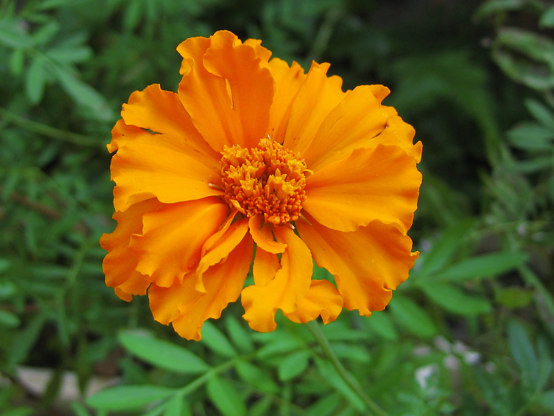 f:id:sa_to_e:20121031204616j:image:w400