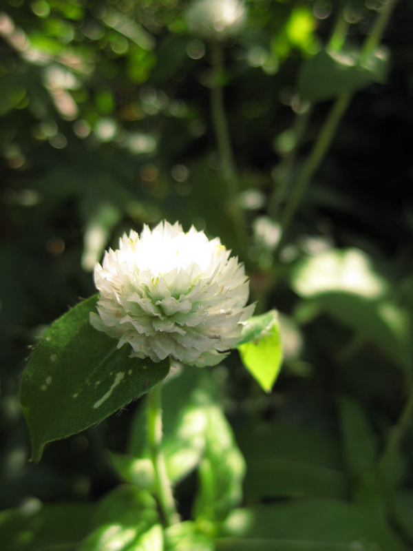 f:id:sa_to_e:20121031204628j:image:h400