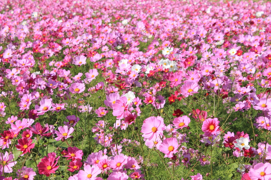 f:id:sa_to_e:20121106204052j:image:w450