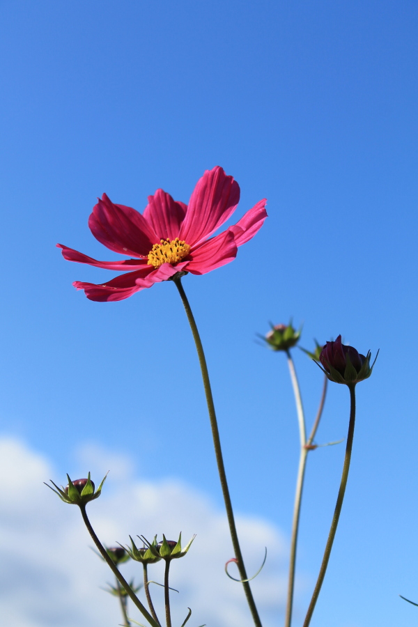 f:id:sa_to_e:20121106204057j:image:h450