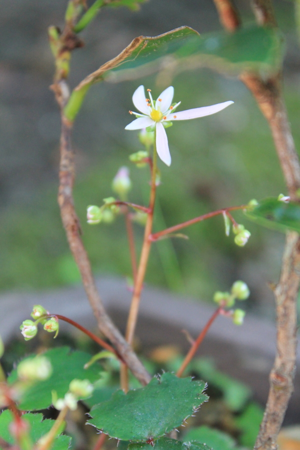 f:id:sa_to_e:20121114212547j:image:h450