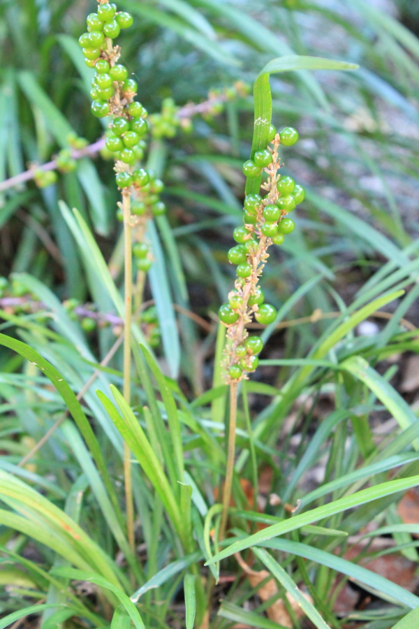 f:id:sa_to_e:20121114212549j:image:h450