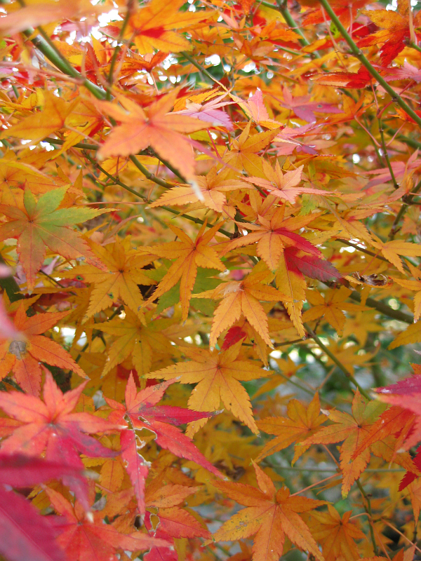 f:id:sa_to_e:20121229205225j:image:h400