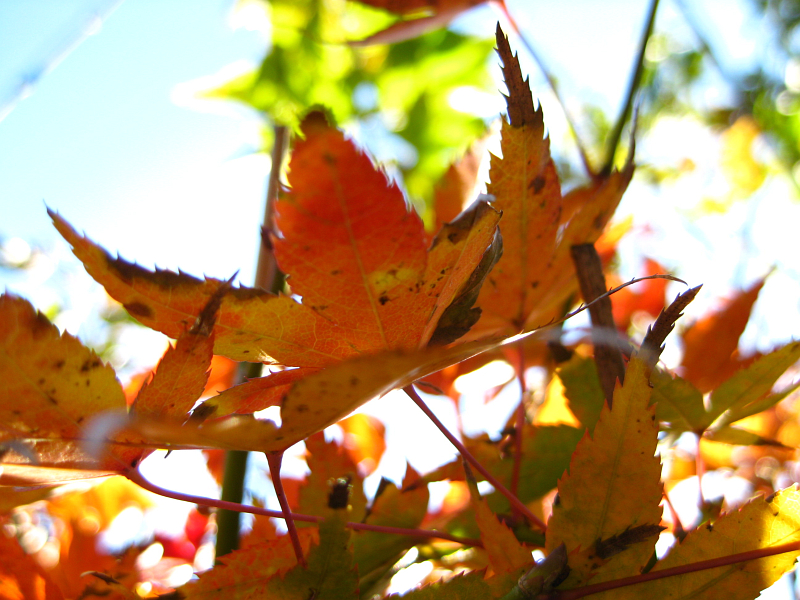 f:id:sa_to_e:20121229205230j:image:w400