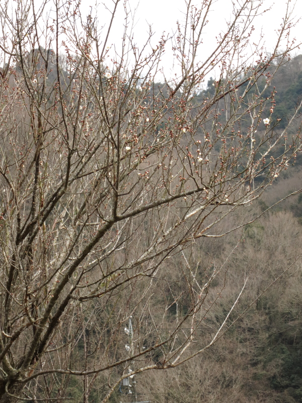 f:id:sa_to_e:20130228204336j:image:h400 f:id:sa_to_e:20130228204336j:image:h400