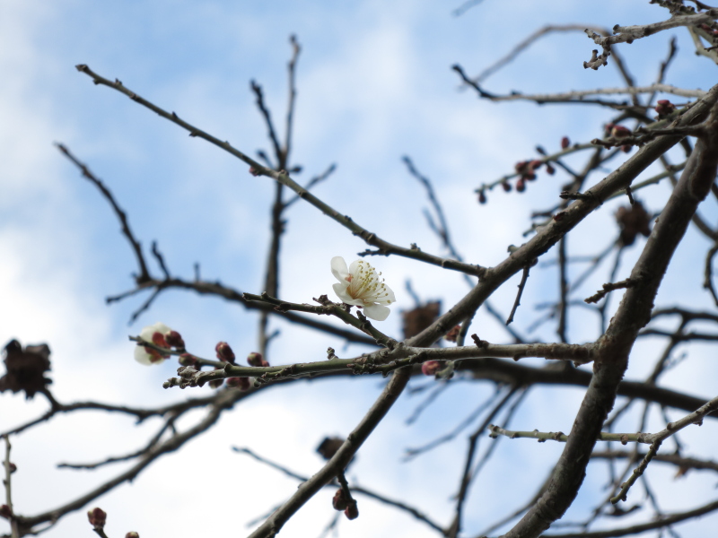 f:id:sa_to_e:20130228204338j:image:w400 f:id:sa_to_e:20130228204338j:image:w400