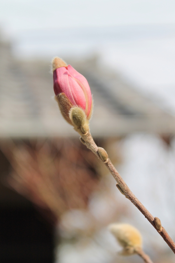 f:id:sa_to_e:20130324205914j:image:h450