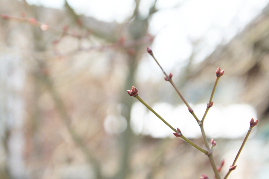 f:id:sa_to_e:20130324205921j:image:w450