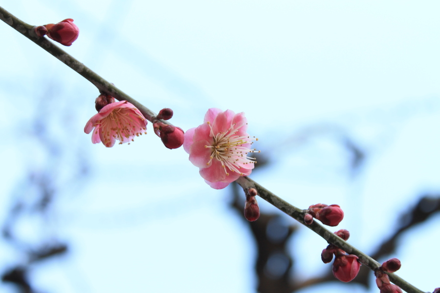 結城の錦紅梅