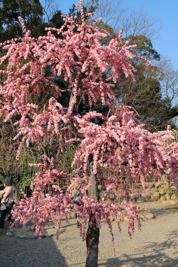 f:id:sa_to_e:20130327210243j:image:h450