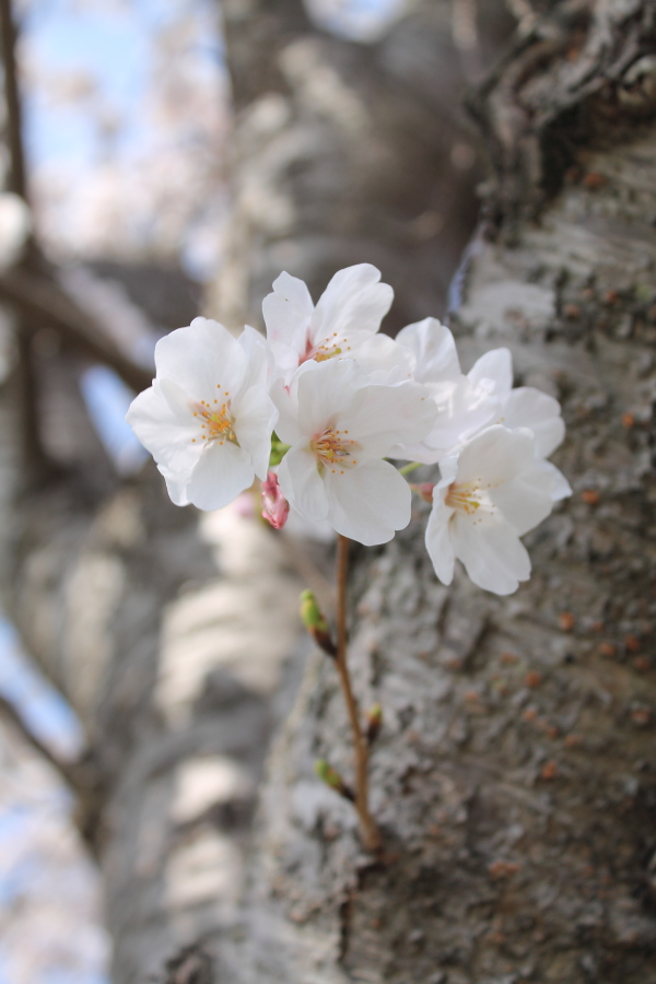 f:id:sa_to_e:20130330210223j:image:h450 f:id:sa_to_e:20130330210223j:image:h450
