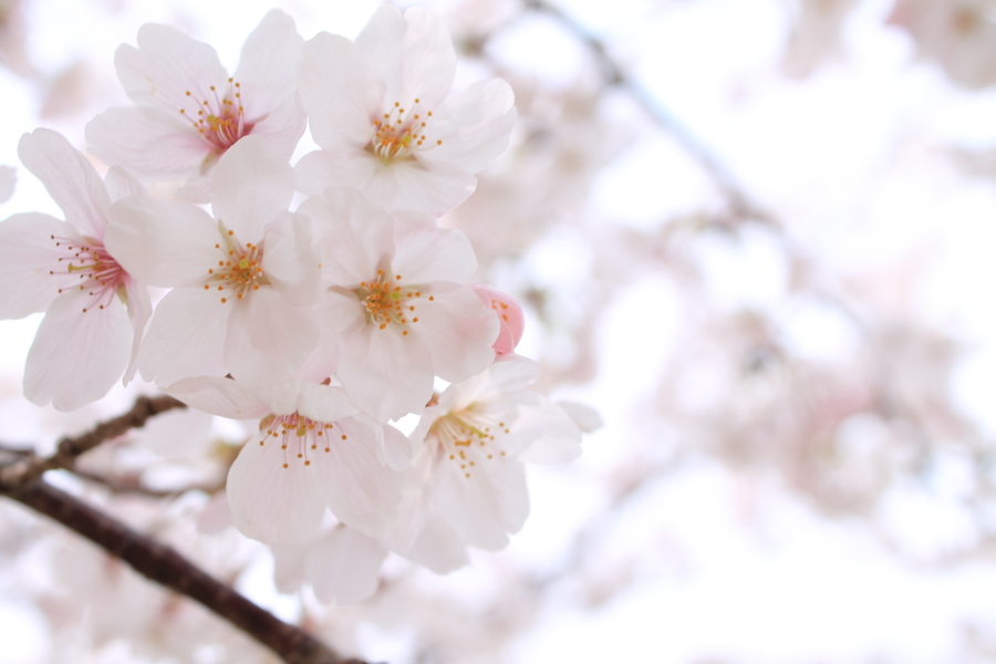 f:id:sa_to_e:20130403203209j:image:w450