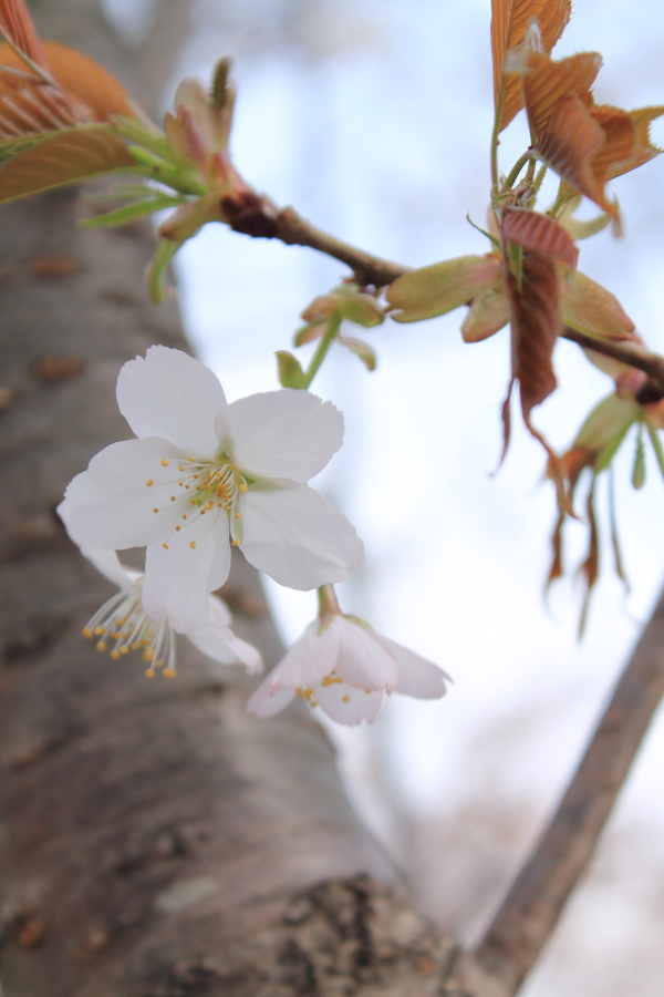 f:id:sa_to_e:20130403203221j:image:h450