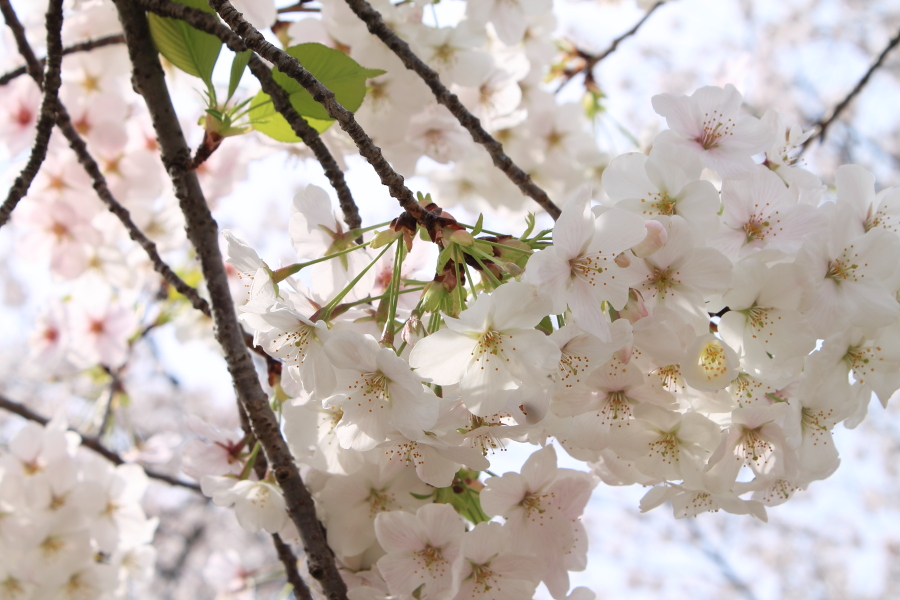 f:id:sa_to_e:20130403203223j:image:w450