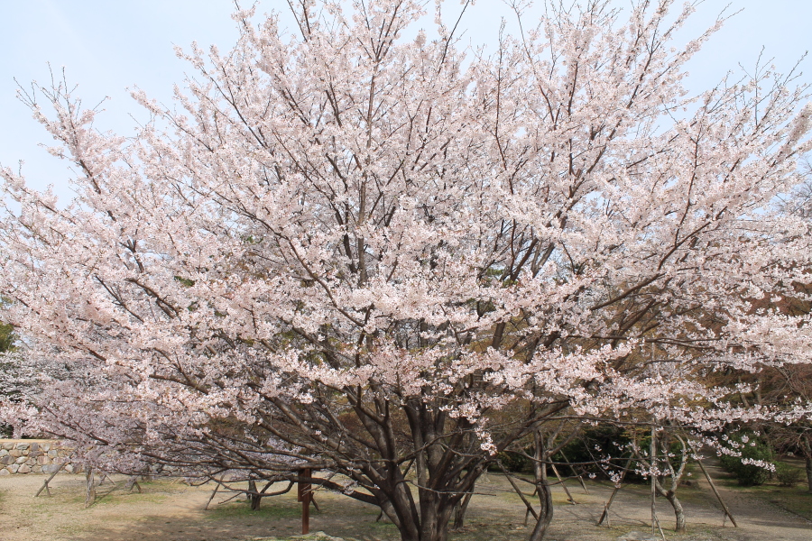 f:id:sa_to_e:20130403203258j:image:w450