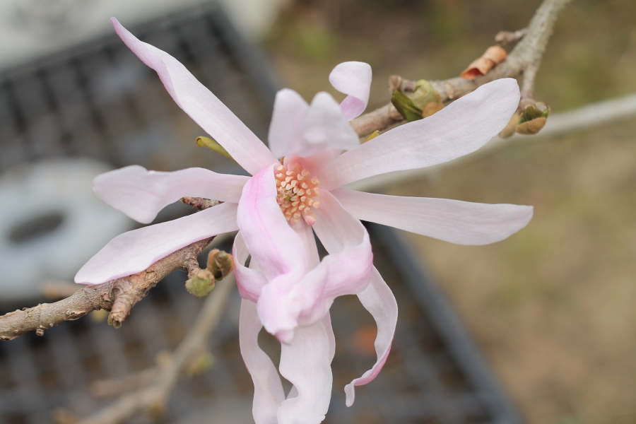 f:id:sa_to_e:20130410203943j:image:w450