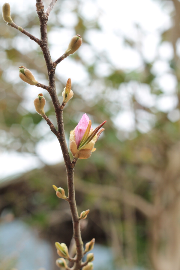 f:id:sa_to_e:20130410203946j:image:h450
