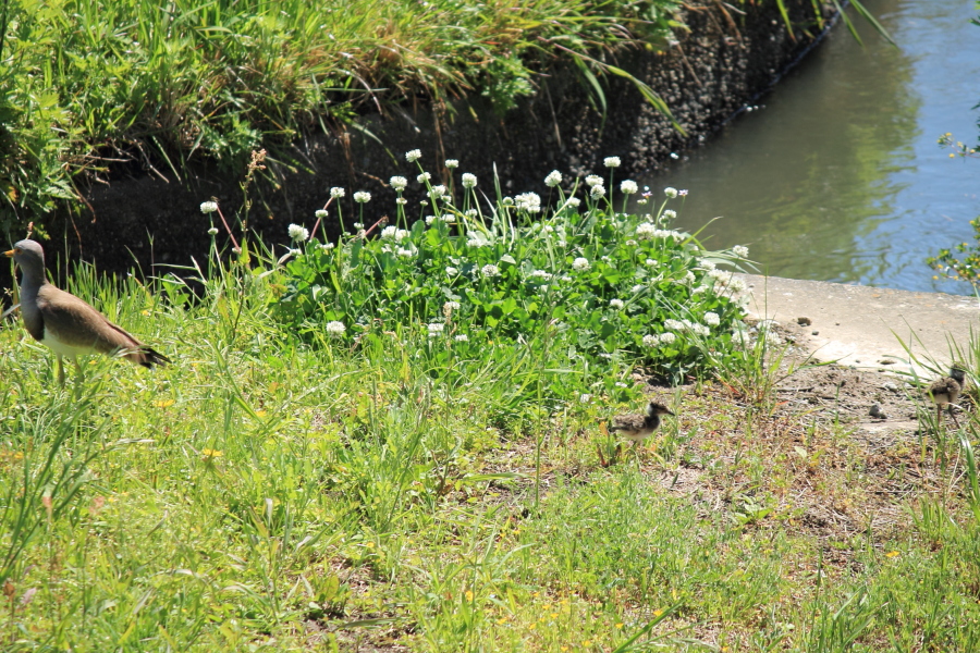 f:id:sa_to_e:20130605205811j:image:w450 f:id:sa_to_e:20130605205811j:image:w450