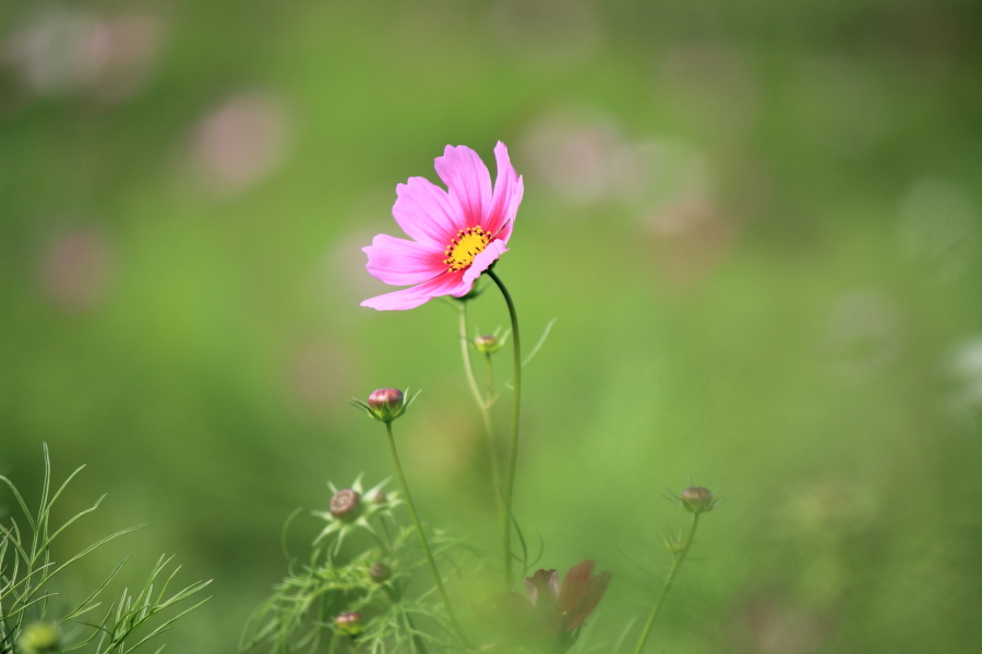 f:id:sa_to_e:20131103203414j:image:w450