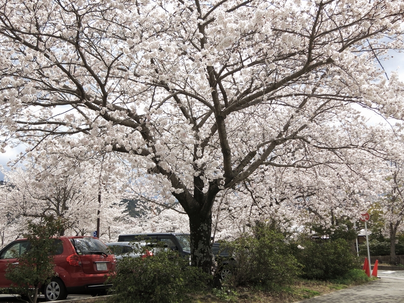 伊勢神宮の駐車場